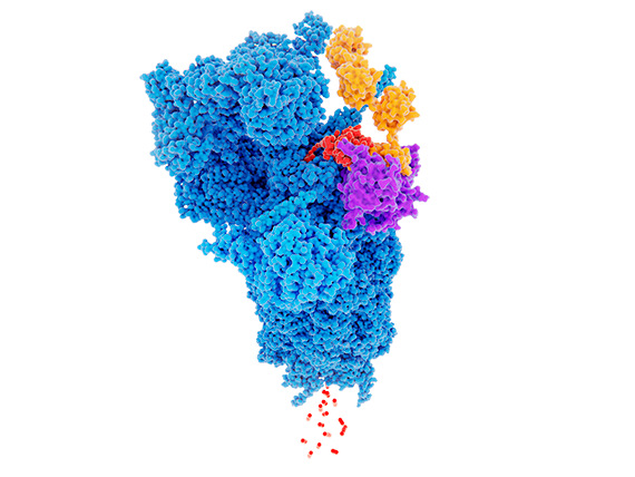 Proteasome degrading a proteine